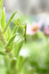 カマキリの子供