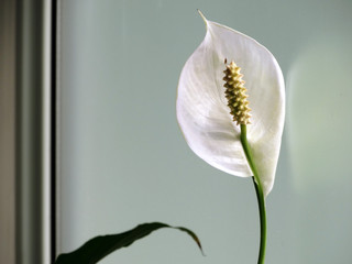 Very Close View of a White Spathiphyllum Blossom