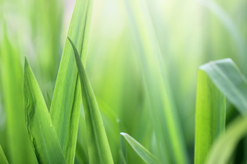 Beautiful nature background with close up green grass in summer or spring.