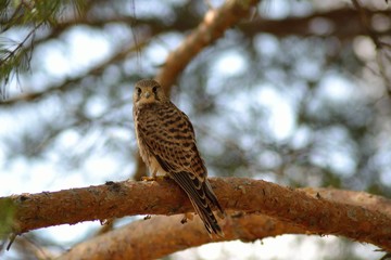 Little bird sitting on a branch