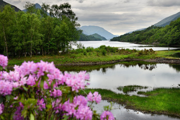 Rhododendron flowers and visitor on River Leven at the Head of Loch Leven in Kinlochleven with Pap of Glencoe sugarcone and Mamores Scotland UK