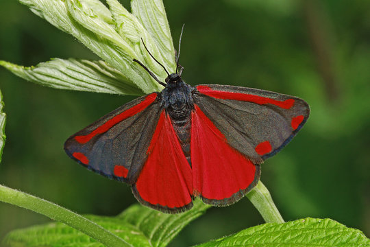 15.06.2018 DE, NRW, Kalterherberg, Perlenbachtal Jakobskrautb&bdquo;r Tyria jacobaeae (LINNAEUS, 1758)