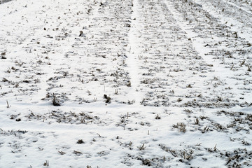 雪の田んぼ