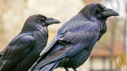 3964_Close_up_look_of_the_black_raven.jpg