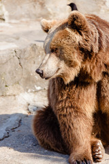 Obraz premium a sly and cute bear