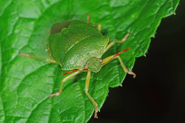 04.06.2018 DE, NRW, Thuir, Biesberg Gemeine Stinkwanze Palomena prasina