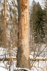 Damage on tree after the European spruce bark beetle (Ips typographus)