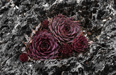 Sempervivum Mahagoni