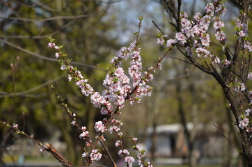 White and Pink blooming apple tree