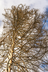Damage on tree after the European spruce bark beetle (Ips typographus)