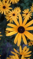 Obraz premium Yellow Daisy Flower closeup