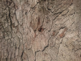 old wood texture