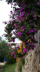 Purple bougainvillae and orange honeysuckle