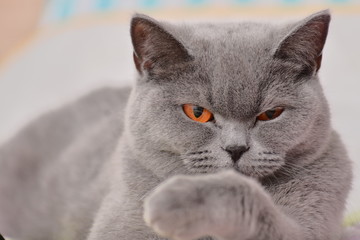 Gray cat with brown eyes licks paw