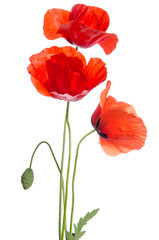 Fototapeta na wymiar bouquet of red poppies isolated on white background.