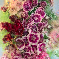 Background of   sweet william  flower frozen in ice