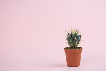 A small green spiny cactus on a soft pink background. Floral background