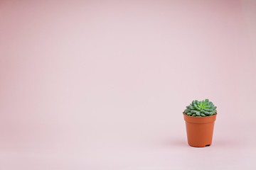 Fresh light green succulent on a pink background, a place for an inscription. Beautiful background
