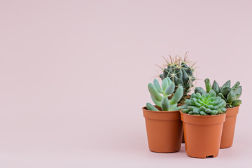 Fresh succulents on a pink background. Beautiful and unusual plants, a place for the inscription