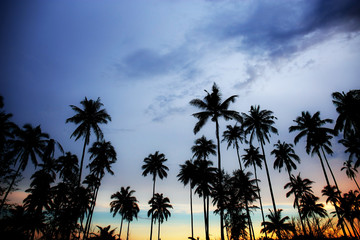 Fototapeta na wymiar Palm tree with twilight at sky.