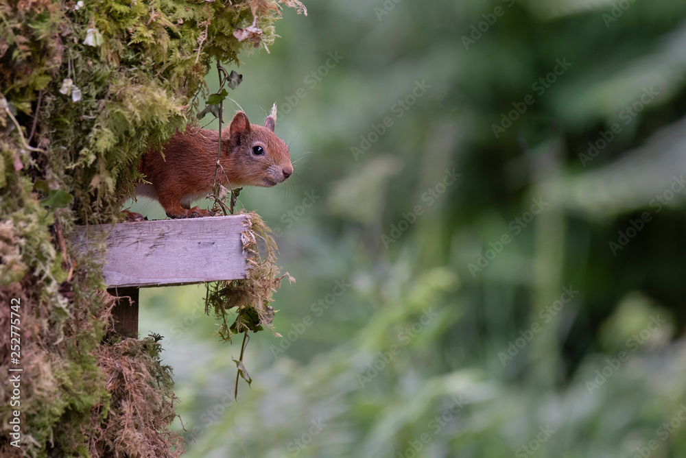Poster a red squirrel coming out of hiding, its head an half its body appearing from behind an old tree stu