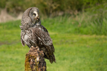 A great grey gray owl perched on an old tree stump in the middle of a filed. It is looking to the right into copyspace 