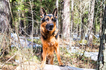 Dog German Shepherd in the forest in an early spring
