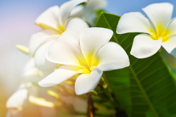 Fototapeta na wymiar white and yellow frangipani flower or plumeria flowers blooming on tree in the garden in summer
