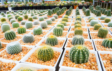 Mini cactus in pots in the garden nursery cactus farm agriculture greenhouse