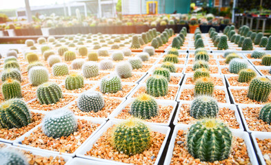 Mini cactus in pots in the garden nursery cactus farm agriculture greenhouse