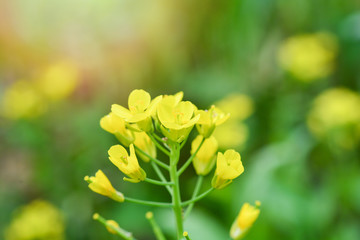 Yellow flower of Chinese cabbage blooming in the vegetable garden background