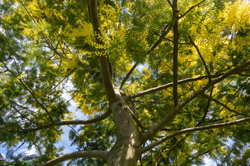 Branches of mimosa tree with a blue sky background - Acacia Dealbata