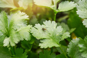 Coriander leaves plant green growth on vegetable field organic garden with insect on leaf