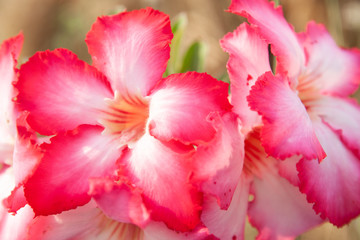 Obraz na płótnie Canvas Adenium : Azalea flowers are a colorful species of flowers. The Desert Rose