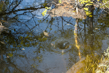 swirl in calm water