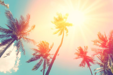 Copy space of tropical palm tree with sun light on sky background. - obrazy, fototapety, plakaty