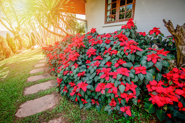 Red poinsettia flowers blooming in the garden front yard or Christmas star flowers plant
