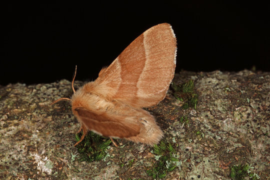 15.06.2018 DE, RLP, Mosel, Leiwen Ringelspinner Malacosoma neustria (LINNAEUS, 1758)
