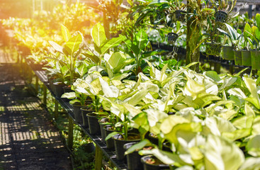 Obraz premium Orchid nursery farm and flower green plant growing and hanging in the garden