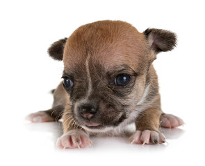 puppy chihuahua in studio