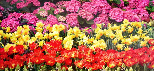 Colorful Tulips flower decoration in the garden / Beautiful tulips field blooming spring floral background