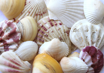 Sea shells  colorful