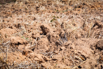 Soil preparation agriculture for planting area in the dry season