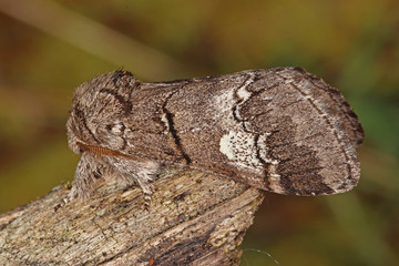 15.06.2018 DE, RLP, Mosel, Leiwen Weiábinden-Zahnspinner Drymonia querna ([DENIS & SCHIFFERMšLLER], 1775)