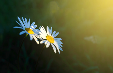 Chamomile at sunrise the sun stretches to the first rays of the sun. Natural, floral background.