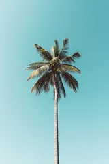 Fotobehang Turquoise Kopieer de ruimte van tropische palmboom met zonlicht op de hemelachtergrond.