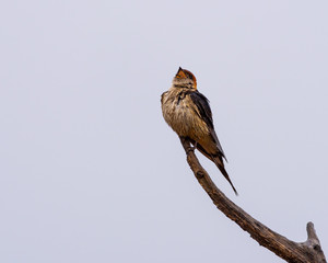 A Greater Striped Swallow singing in the rain.