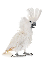 White cockatoo in studio © cynoclub