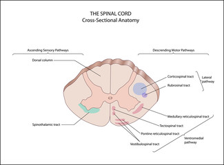 Anatomy of the Central nervous system.  Cross-Sectional Anatomy. spinal cord. ascending sensory pathways. somatic sensory system, control of movement,    - obrazy, fototapety, plakaty