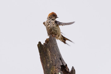 A Greater Striped Swallow preening on a rainy morning.